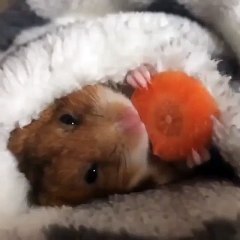 Cute rat doing dinner in hot bed