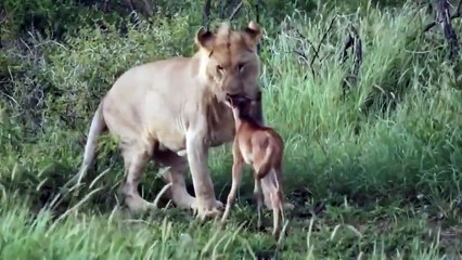 Have You Ever Seen Protecting Lion Like This ?