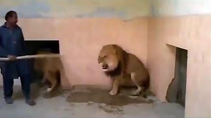 Lion vs Man Lion - Zoo Attack