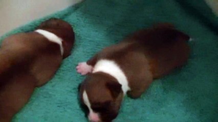 3ème vidéo Chiot n°1 Femelle de la 23ème portée de STAFFORDLAND