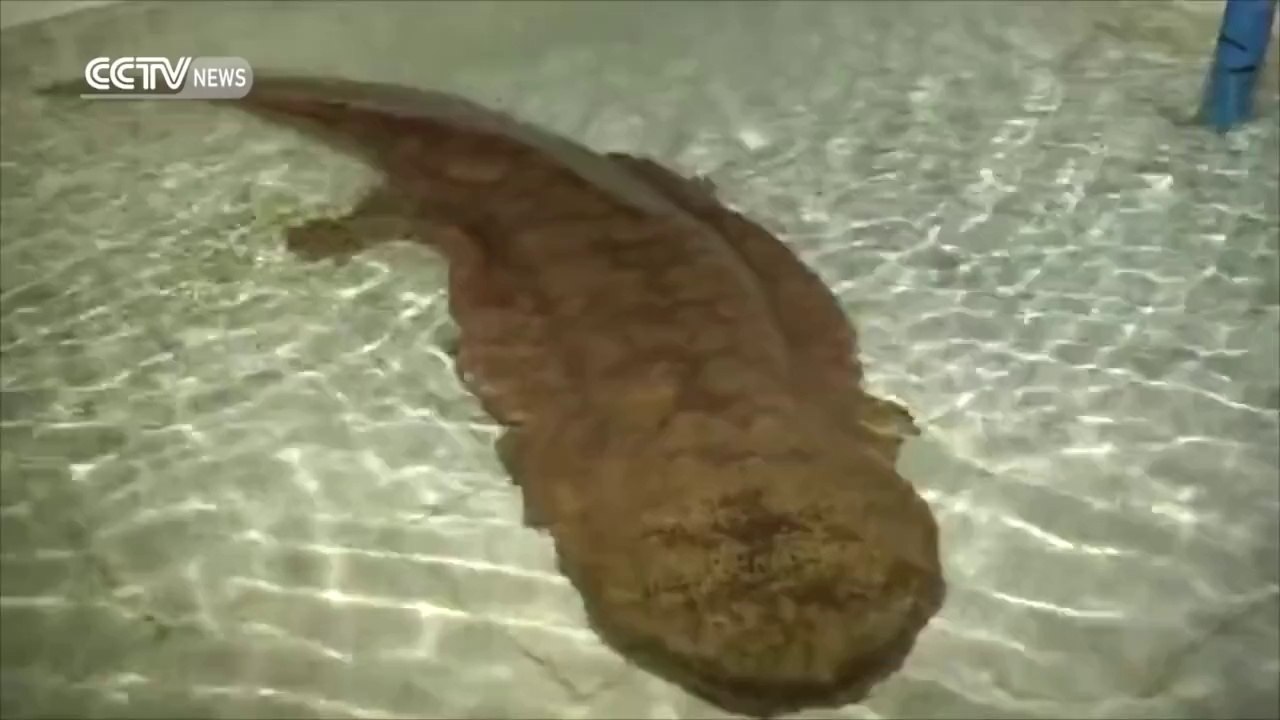 Une salamandre géante vieille de 200 ans en chine