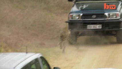 Caught On Camera - Leopard Attacks Safari Guide