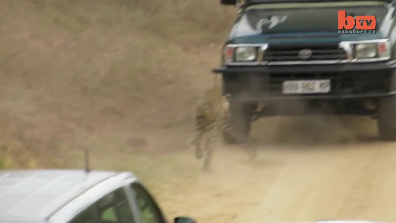 Caught On Camera - Leopard Attacks Safari Guide