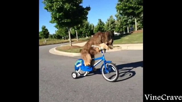 Dog Vines Greatest Hits Compilation ✔ 60+ Funny Dog Vines