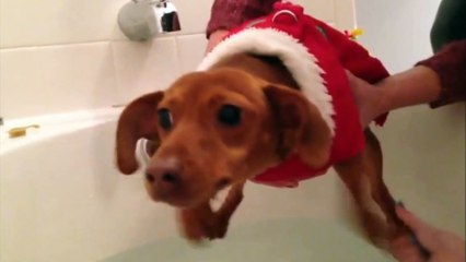 Dogs just don't want to bath - Funny dog bathing compilation