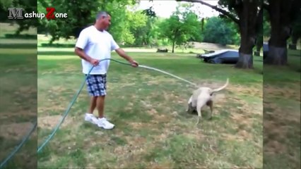 Funny Dogs - A Funny Dog Videos Compilation 2016 -- NEW HD