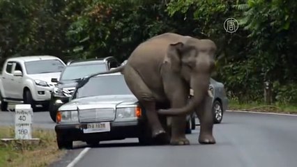 Дикий слон вытер зад иномаркой! СМОТРИ ))