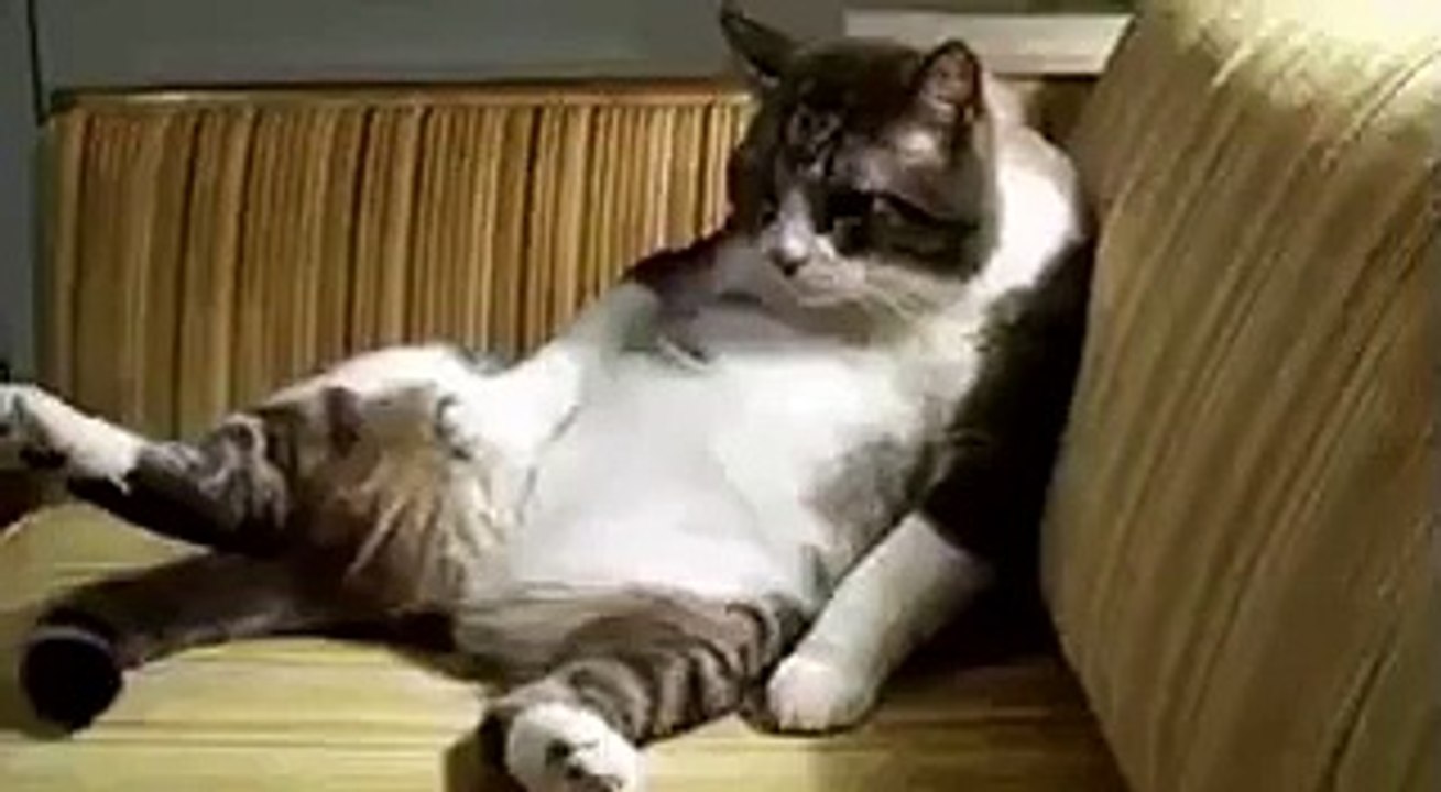 Baba Gibi Kedi