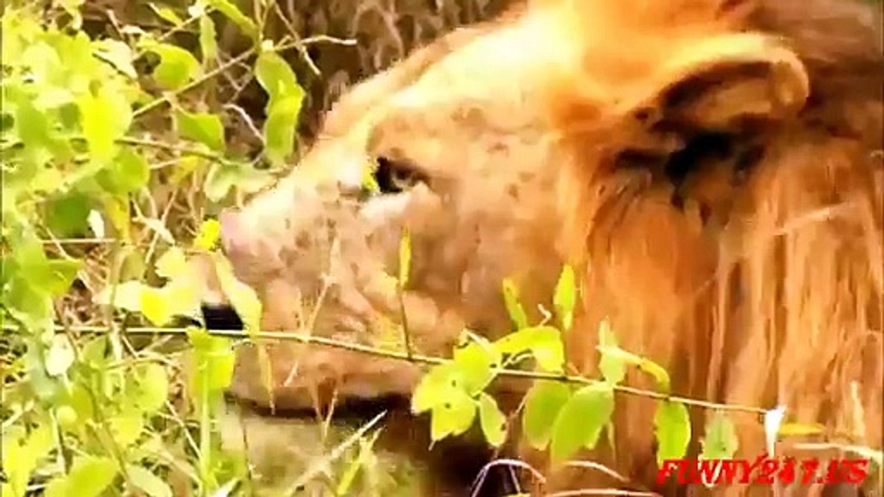 Dreadful Fight Observed Between Lion and Anaconda