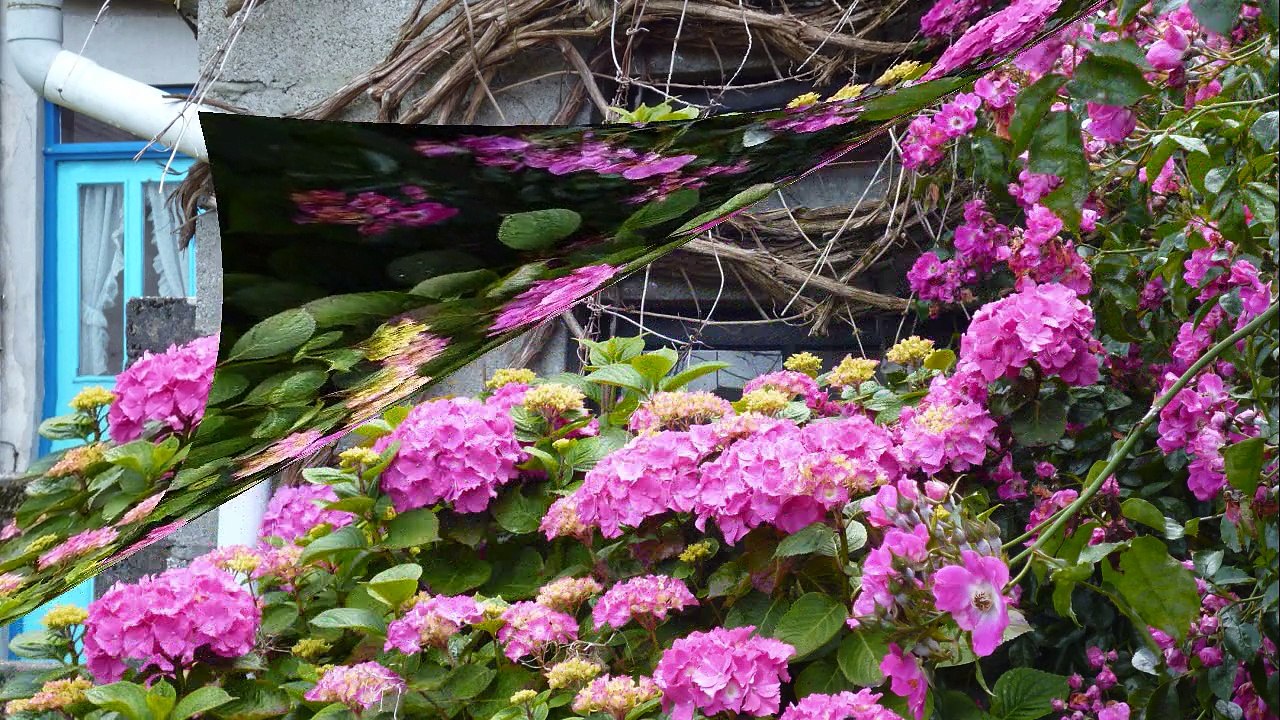 Bretagne 2012 fleurs flowers cheval