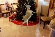 Dancing reindeer