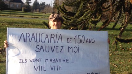 La route menace un arbre centenaire