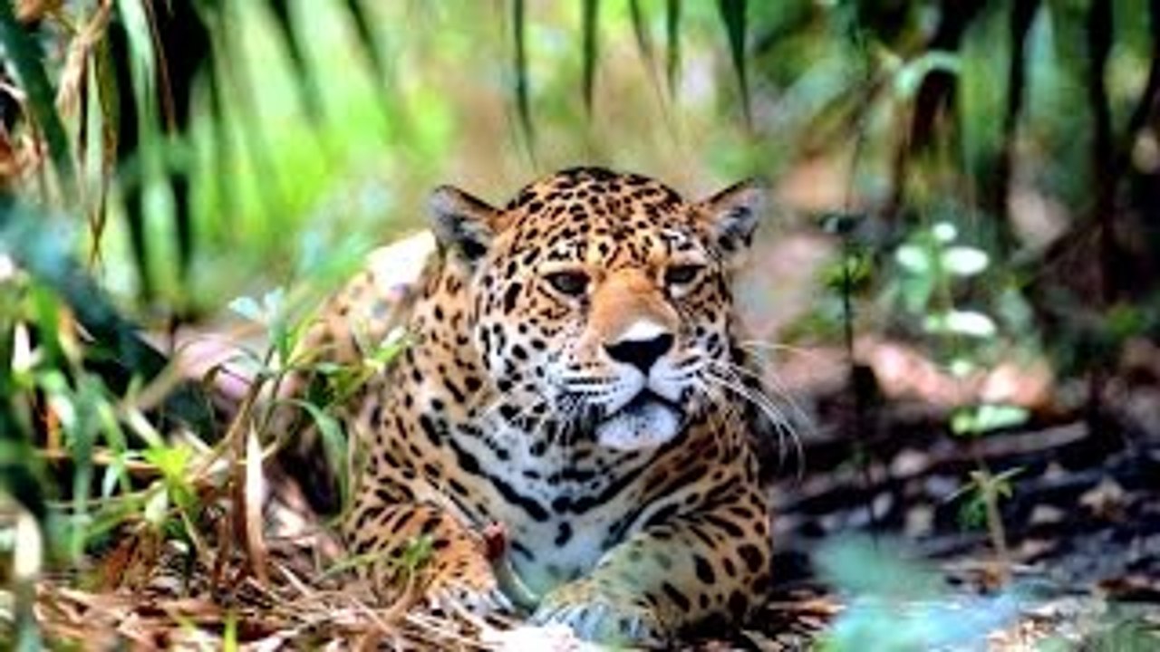 O Reino Selvagem do Peru