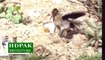Roadrunner vs Rattlesnake Fight Must Watch
