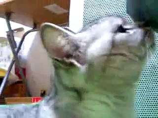 Cat makes a weird grin after smelling a stinky sock