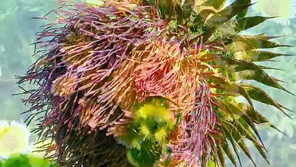 Amazing rare flowers and calm relaxing meditation music