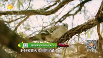 《爸爸去哪儿3》看点: 夏天发火与轩轩闹掰 Dad, Where Are We Going 3 10/23 Recap: Friendship Conflict【湖南卫视官方版】