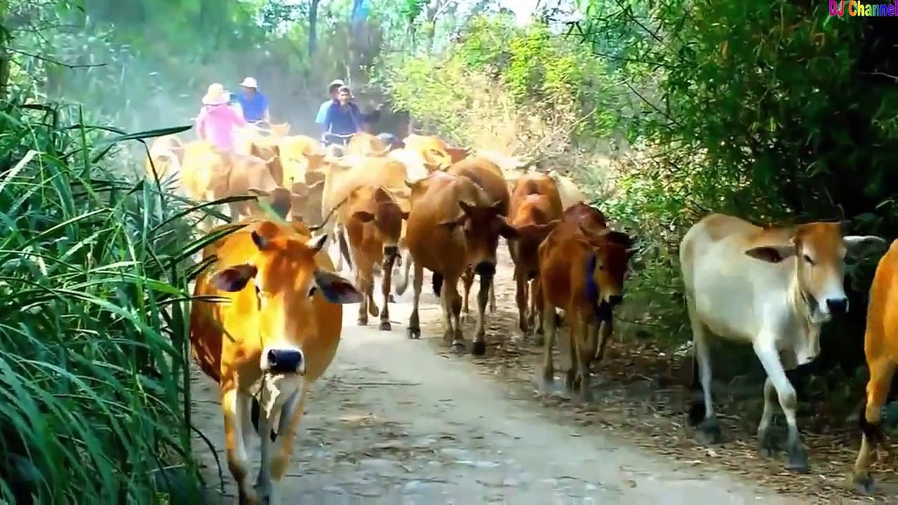 Con Cò Bé Bé - Ca Nhạc Thiếu Nhi vui nhộn 2015