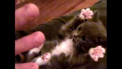 Witzige Katze - OMG Cat - süße Katzen - Lustig