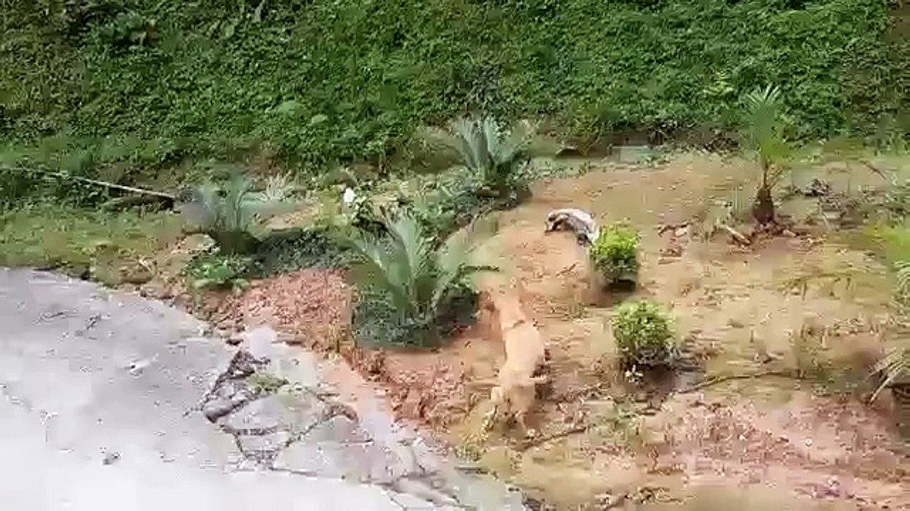 Cachorro valente vence o largato