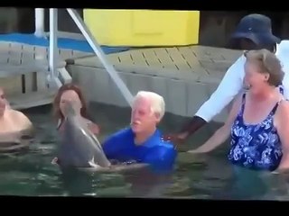 Дельфин - красава