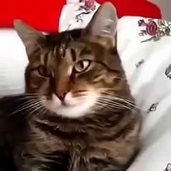 КОТ В ШОКЕ! Смеялась до слёз