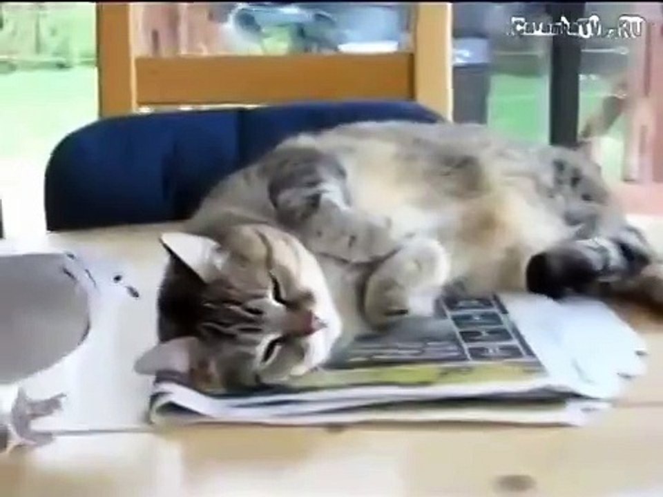 НЕВОЗМУТИМЫЙ КОТ
