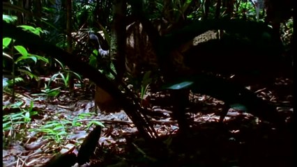 Wild discovery channel animals Journey into Amazonia National geographic documentary #2
