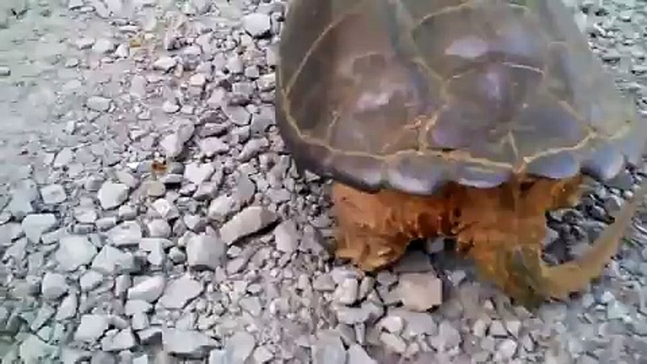 Liselinin Kaplumbağa ile İmtihanı