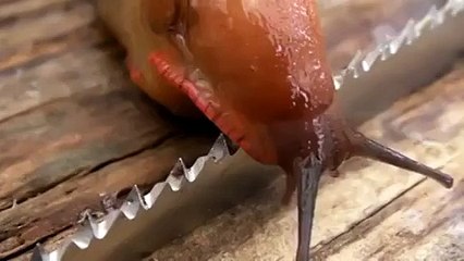 Dünyanın En Keskin Bıçağı Üzerinden Sümüklü Böcek Geçerse