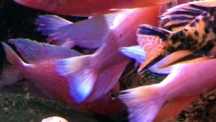 FIrefish strawberry and OB Peacock Part 2 - African Cichlids