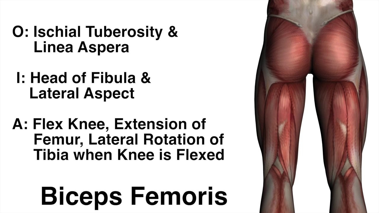 Hamstring Muscles - Origins, Insertions & Actions