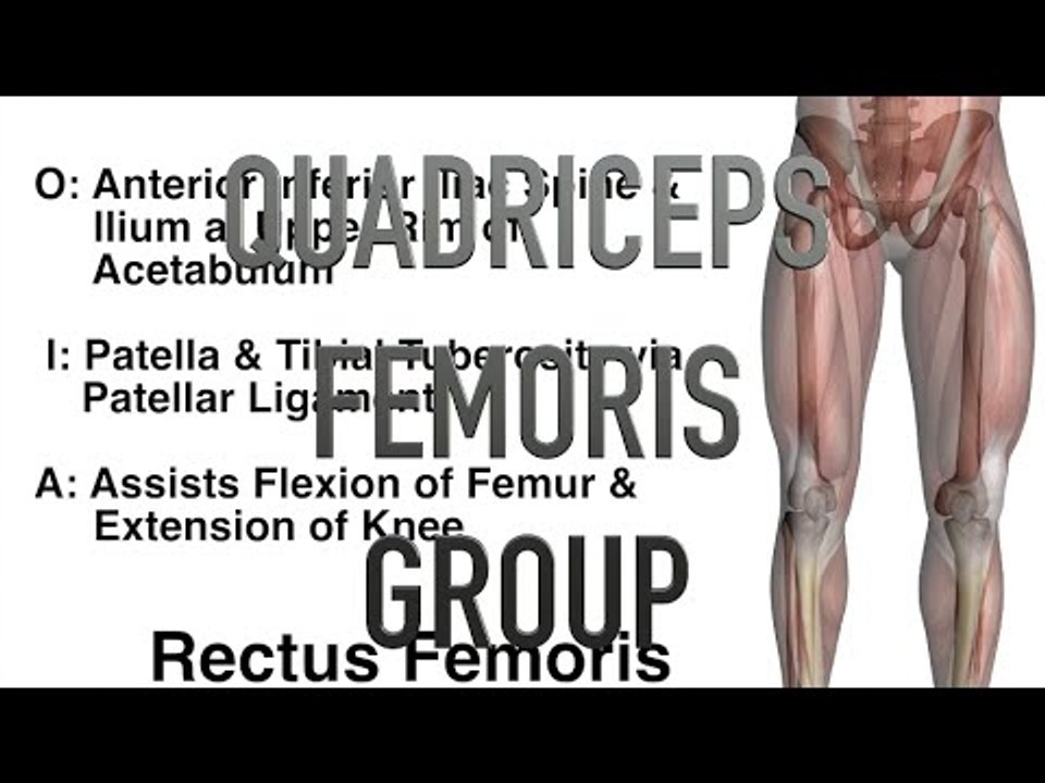 Quadriceps Femoris Group Muscles - Origins, Insertions & Actions