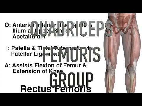 Quadriceps Femoris Group Muscles - Origins, Insertions & Actions