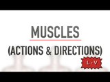 A Muscles: Actions and Directions (L - Z) - Quiz