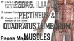 Psoas Major, Iliacus, Pectineus & Quadratus Lumborum - Origins, Insertions & Actions