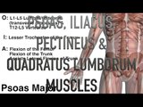 Psoas Major, Iliacus, Pectineus & Quadratus Lumborum - Origins, Insertions & Actions