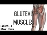 Gluteal Muscles - Origins, Insertions & Actions