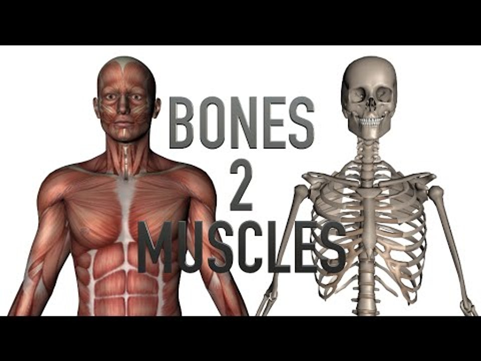 Bones 2 Muscles