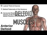 Deltoid Muscles - Origins, Insertions & Actions