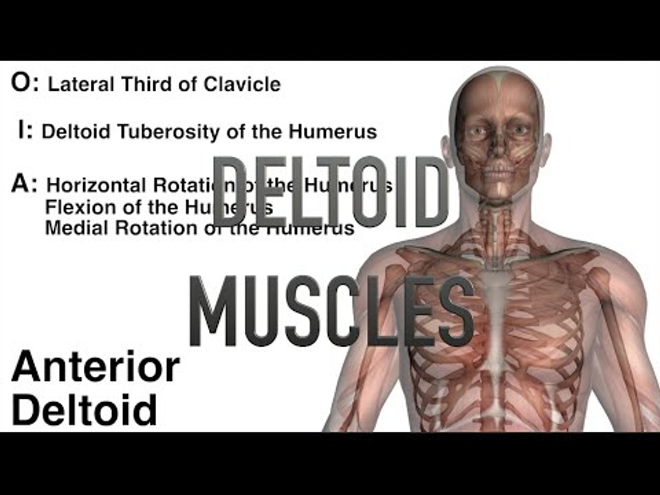 Deltoid Muscles - Origins, Insertions & Actions