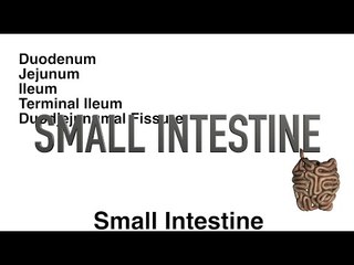 Small Intestine - Quiz