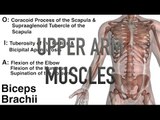 Upper Arm Muscles - Origins, Insertions & Actions