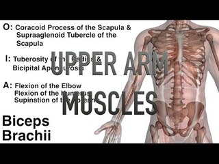 Upper Arm Muscles - Origins, Insertions & Actions