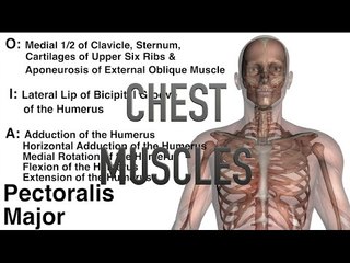 Chest Muscles - Origins, Insertions & Actions
