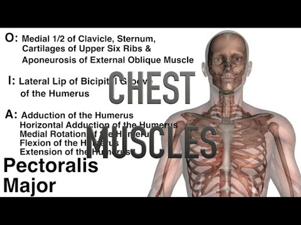 Chest Muscles - Origins, Insertions & Actions