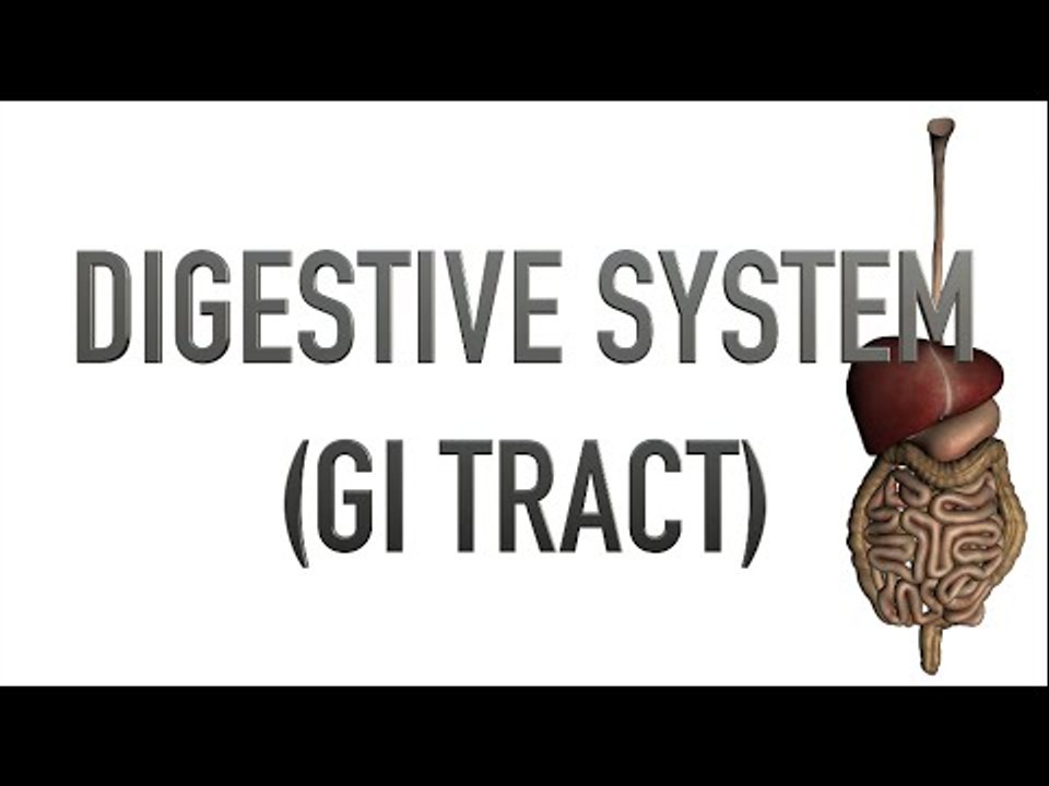 Digestive System - Quiz