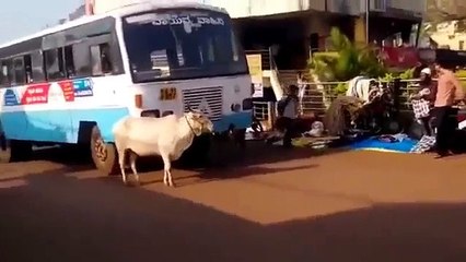 Cow stops bus that run over her Calf
