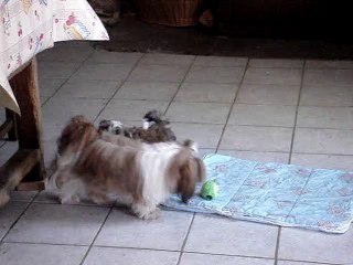 Shih Tzu Arrivée de Filibert