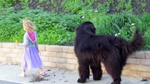 Vigilant dog protects child near pool area